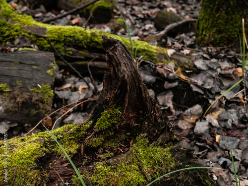 fallen trees covered with moss, Moscow