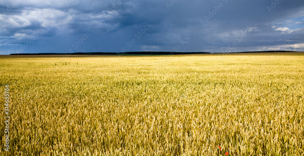 Fototapeta premium agricultural field with yellowed wheat