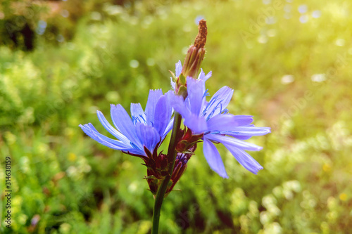 Chicory is a genus of biennial or perennial grasses of the Astrovye family, or Compositae. At the moment, chicory is widely used in traditional medicine. photo