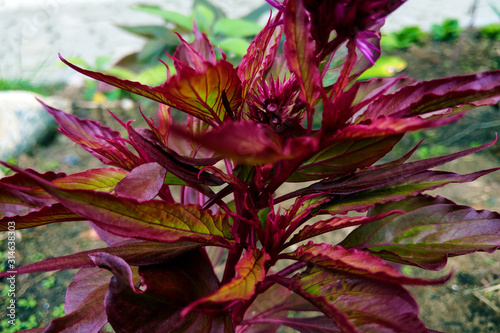 Blood Amaranth. Amaranthus paniculatus in garden. Nature photo