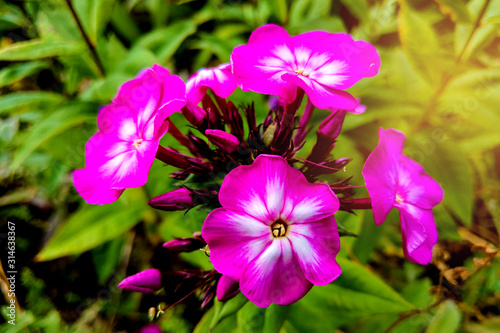 Purple flowers phlox paniculata. Flowering branch of purple phlox in the garden in rainy weather. Soft blurred selective focus.