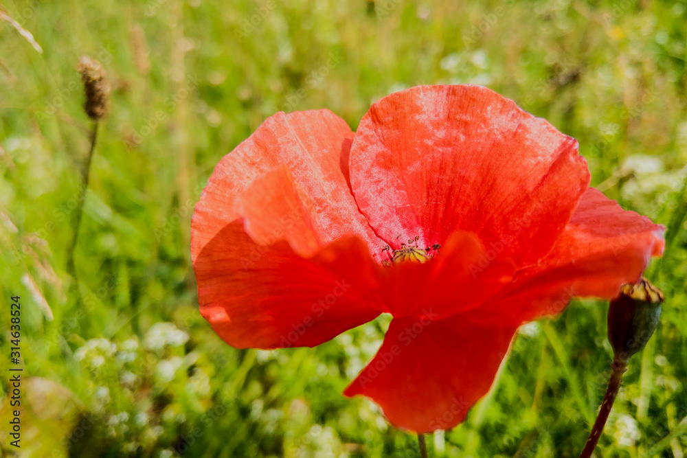 Poppy - Red Poppy Flower - red corn poppy flowers.