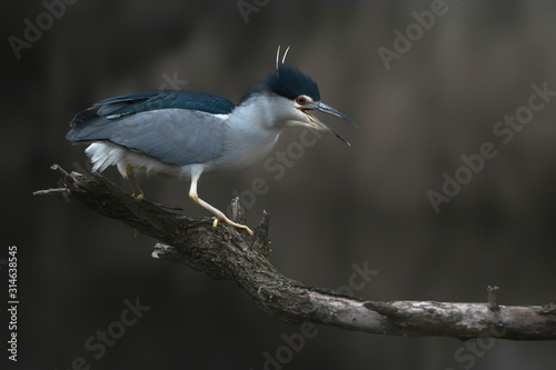 Beautiful screaming Night Heron (Nycticorax nycticorax) on a branch. Dark background. Angry bird. Noord Brabant in the Netherlands.