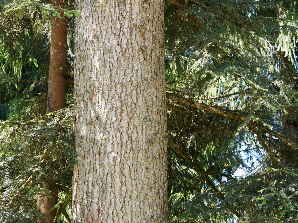 Fototapeta premium Alt Weiß-Tannenstamm (Abies alba) mit weiß- bis dunkelgraue Schuppenborke aus mit grobrissig und Querrisse