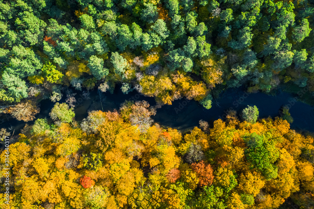 Aerial view of yellow and green forest in autumn