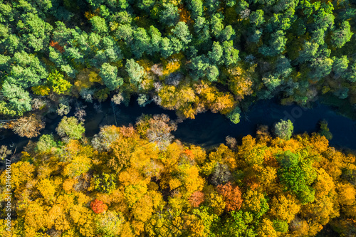 Aerial view of yellow and green forest in autumn © shaiith
