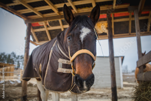 mare horse in blanket and halter eating hay in paddock in daytime © vprotastchik