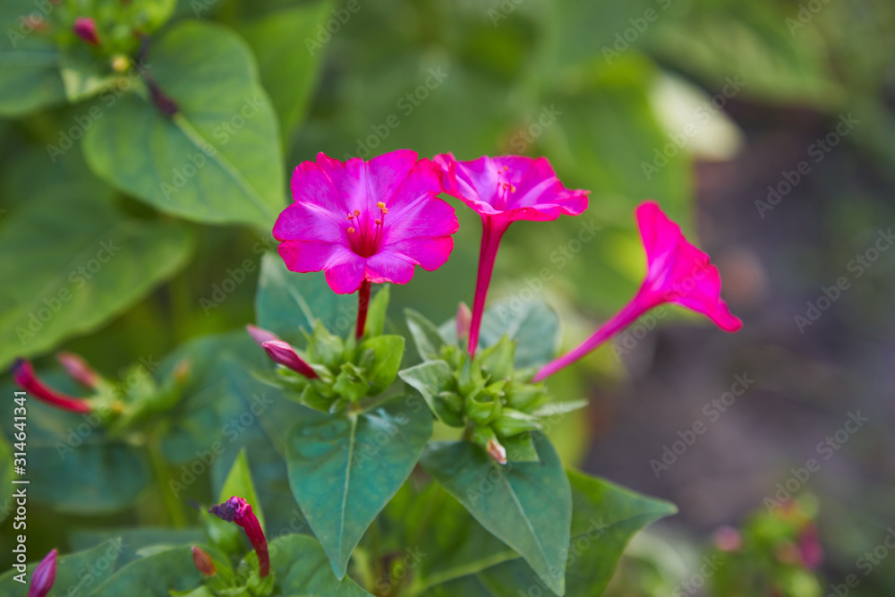 Mirabilis jalapa, the marvel of Peru or Four oclock flower or Beauty of the night, is the most commonly grown ornamental species of Mirabilis plant. Mirabilis jalapa, the marvel of Peru or Four oclock flower or Beauty of the night, is the most commonly grown ornamental species of Mirabilis plant.