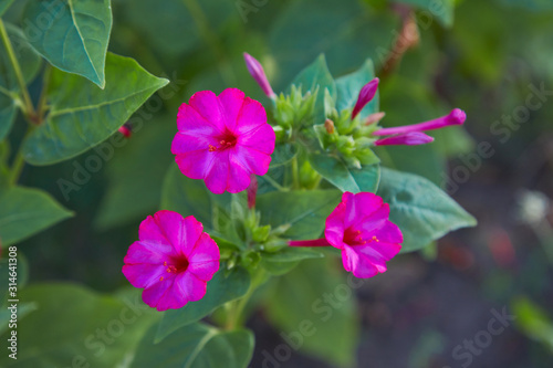 Mirabilis jalapa, the marvel of Peru or  Four oclock flower or Beauty of the night, is the most commonly grown ornamental species of Mirabilis plant.  photo
