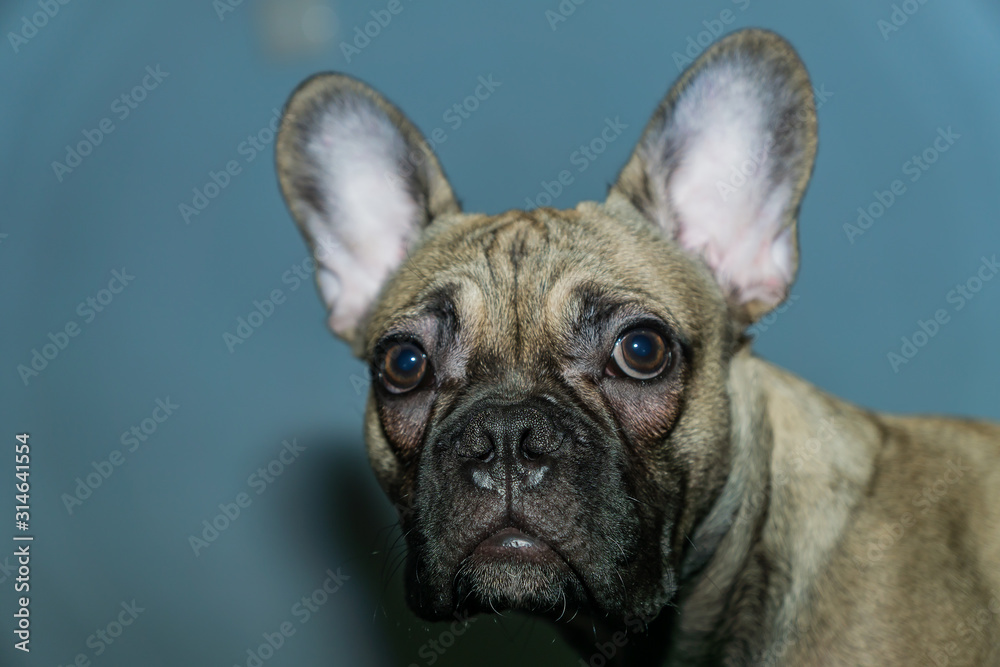 Puppy of French bulldog posing on camera. Pet portrait