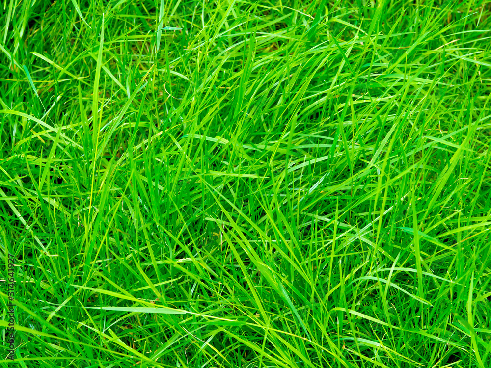 green grass on the lawn closeup. Background and texture. Garden work. Cut the lawn green grass on the lawn closeup. Background and texture. Garden work. Cut the lawn