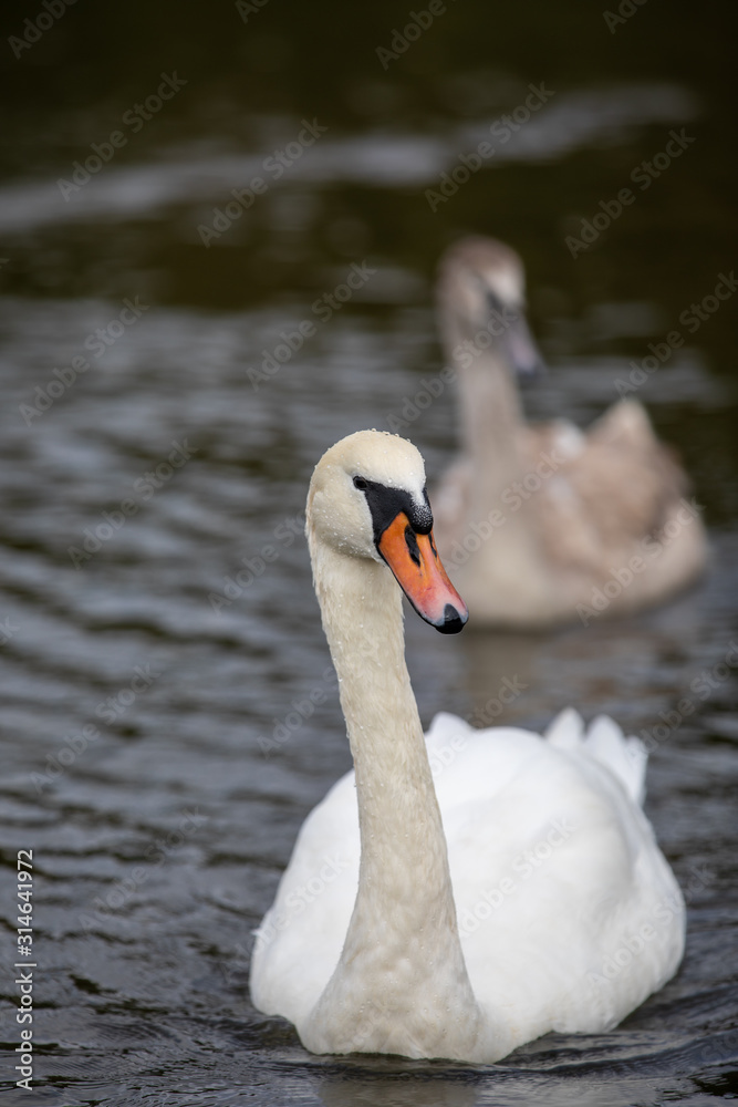 Obraz premium Swan with a Cygnet following