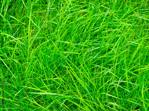 green grass on the lawn closeup. Background and texture. Garden work. Cut the lawn