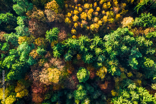 Top down view of colorful forest, view from above © shaiith