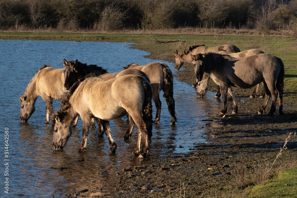 Un groupe de chevaux sauvages assoiffé Un groupe de chevaux sauvages assoiffé
