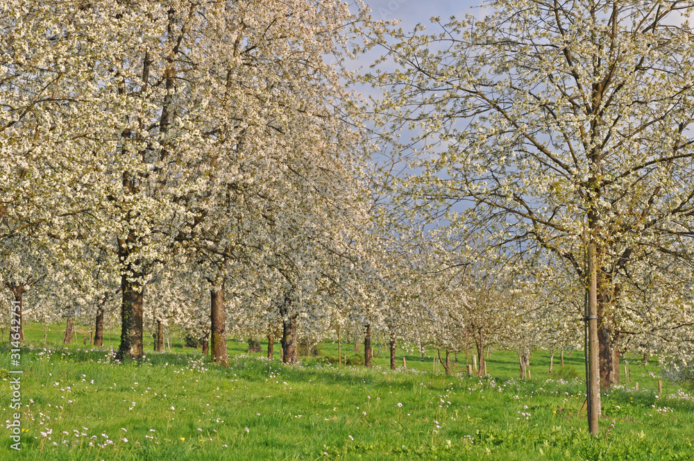 verger de cerisiers en fleurs au printemps