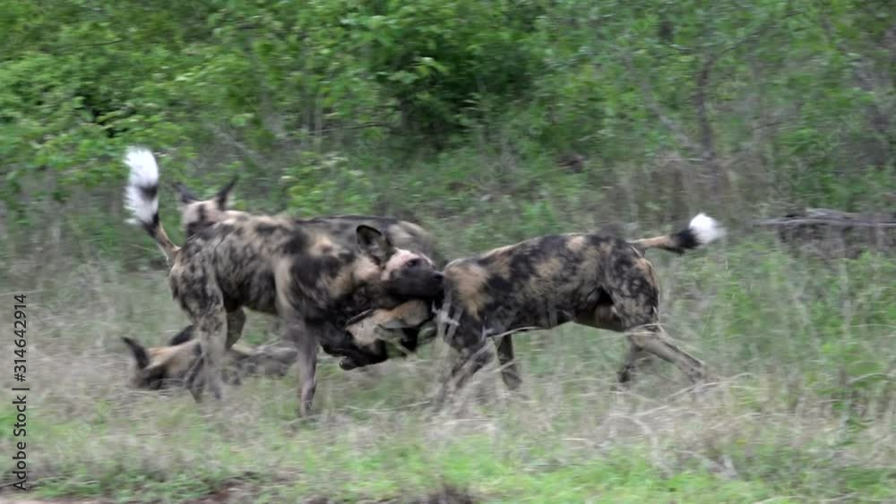 Pack of African wild dogs play fighting, Spotted dogs jumping and