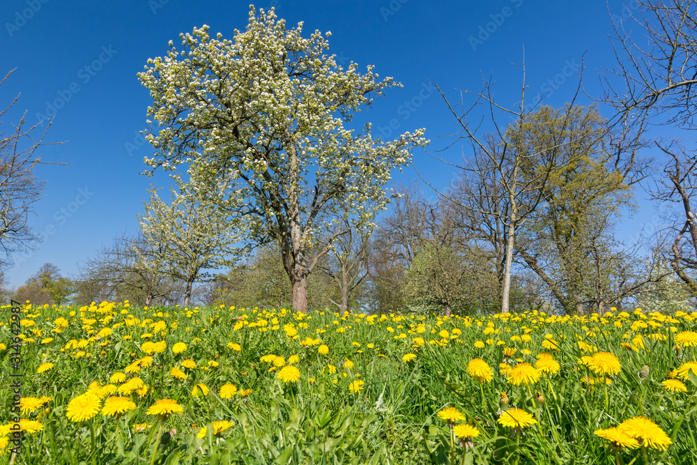 Idyllic flower meadow with yellow dandelions and trees in a park in spring Idyllic flower meadow with yellow dandelions and trees in a park in spring