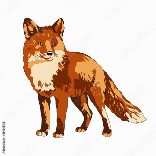 Vector illustration. A fox. Color image.