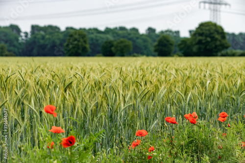 Poppies grow near a field of barley. Poppies on the background of a barley field.