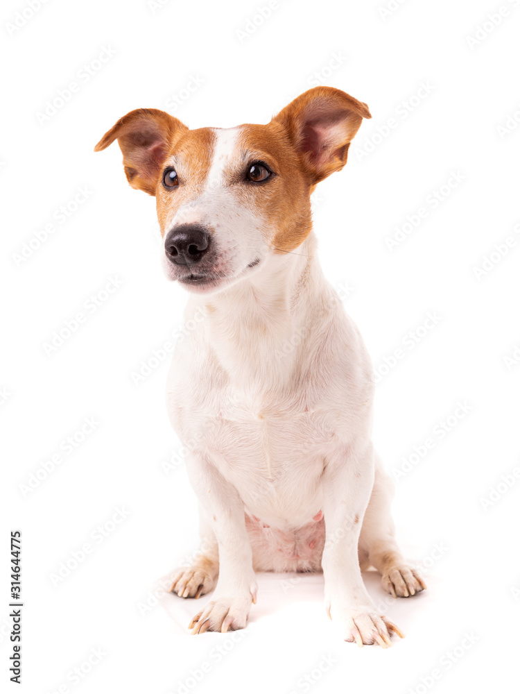 dog jack russell terrier looks up on a white background