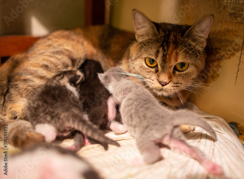 cat mother feed her kitten © night