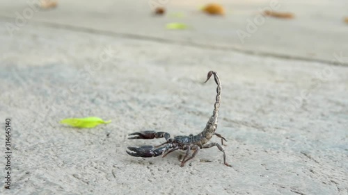 Scorpion running on ground. Asian Black scorpion close up view