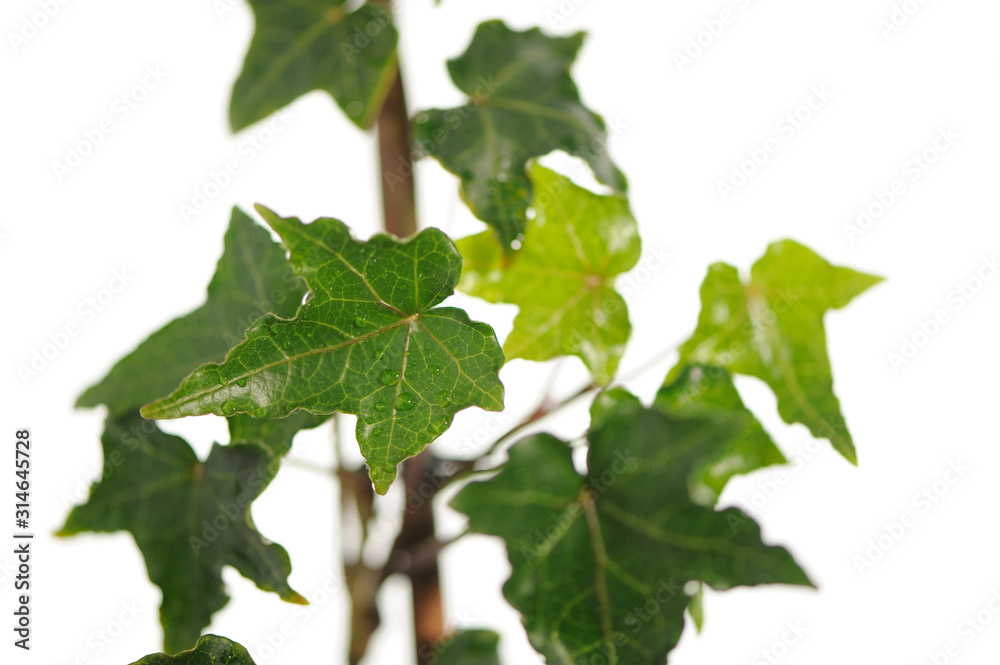 Ivy branch on White Background Ivy branch on White Background