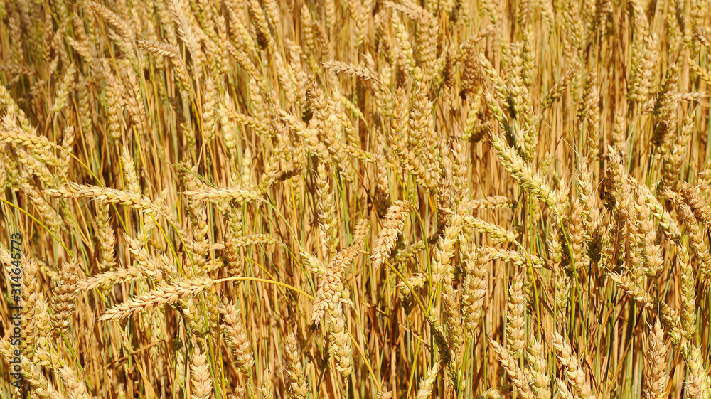 Fototapeta premium Wheat Field