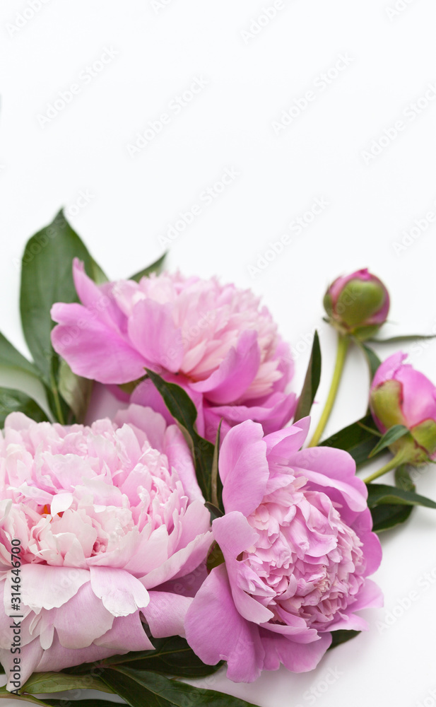 Beautiful bouquet of fresh pink peonies on a white background. Greeting card, message, holiday invitation, place for text. Spring floral background, close up, copy space