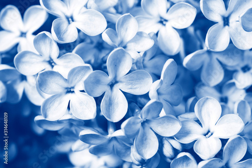 Classic blue color flowers of lilac. Flowers classic blue color. Lavender classic blue color. Trendy color 2020.
