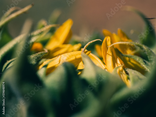 Sun flower © Thanh