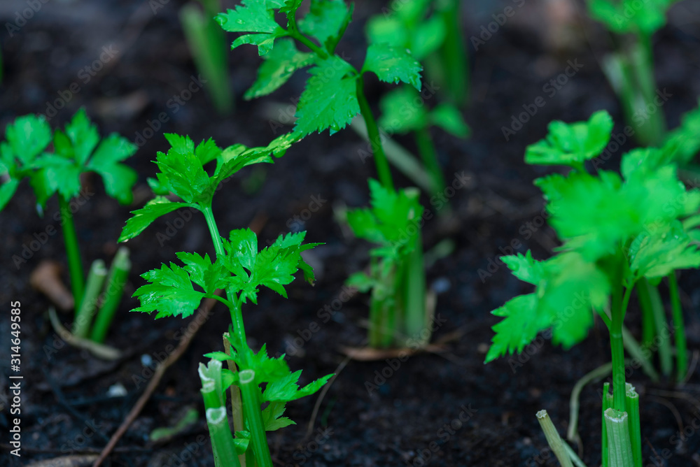 Obraz premium Celery Fresh in the Garden