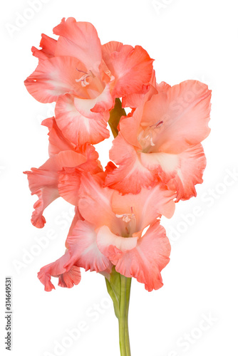 gladiolus flower isolated