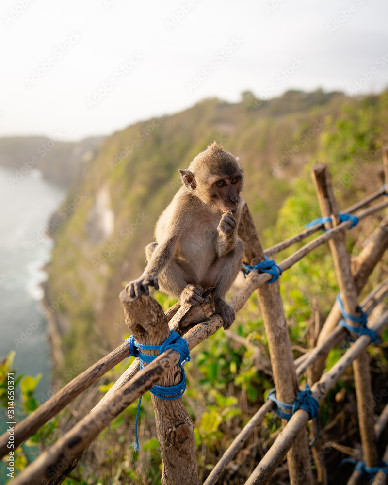 Monkey in Manta bay or Kelingking beach. It is the most beautiful place on Nusa  Penida island, Indonesia. Animals in the wild. Landscape during sunset.  Stock Photo | Adobe Stock