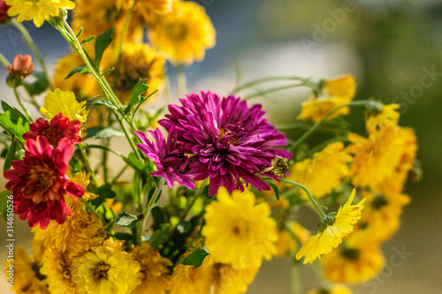  autumn asters