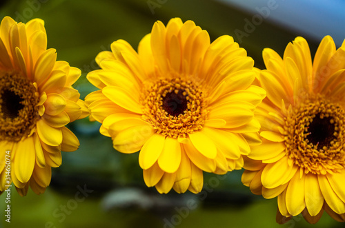 yellow flower
