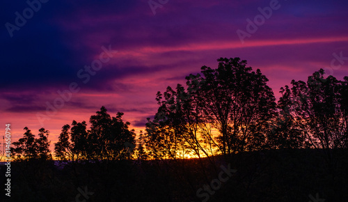 sunset in the forest