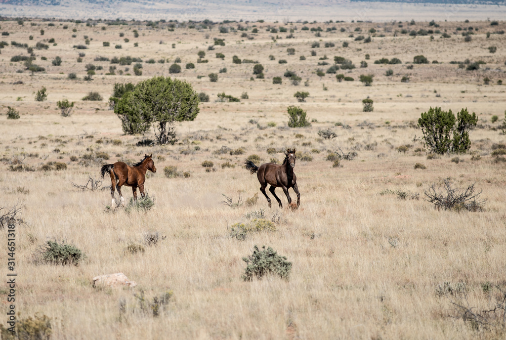 Wild horses Usa