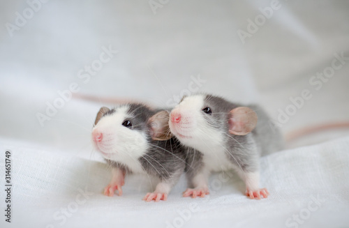 portrait of two little young brothers pet black husky rats on light blanket background