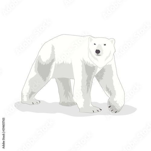 Illustration of Polar Bear vector, international Polar Bear day