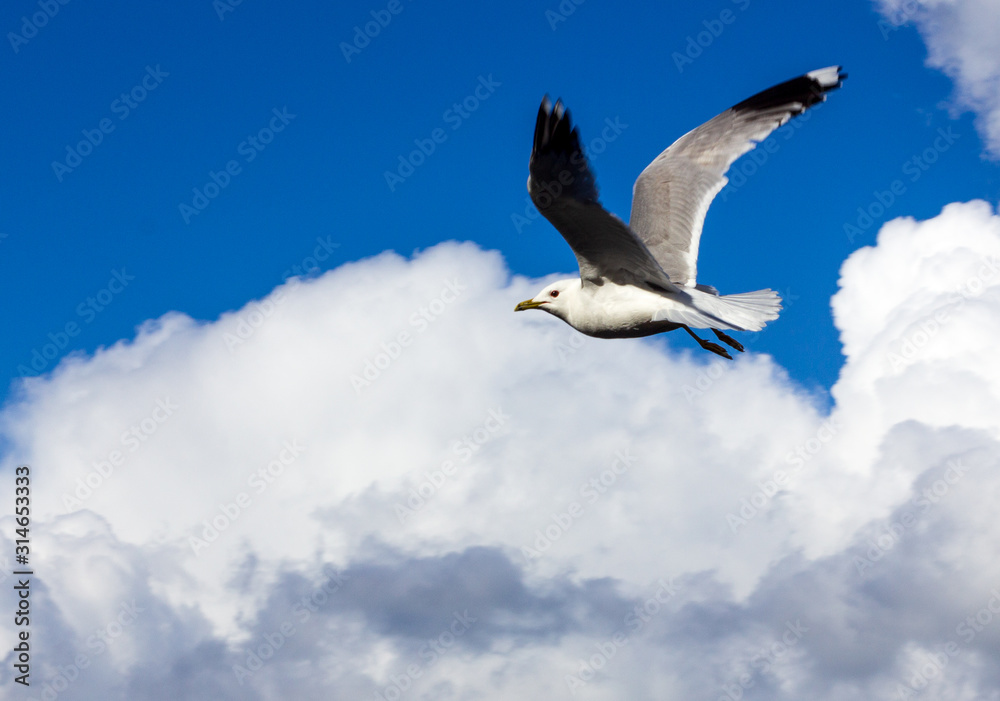 A common seagull is flying with wings spread out agains a clear blue sky with fluffy clouds. Freedoom. A common seagull is flying with wings spread out agains a clear blue sky with fluffy clouds. Freedoom.