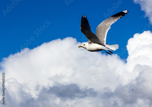A common seagull is flying with wings spread out agains a clear blue sky with fluffy clouds. Freedoom. © Michael Persson
