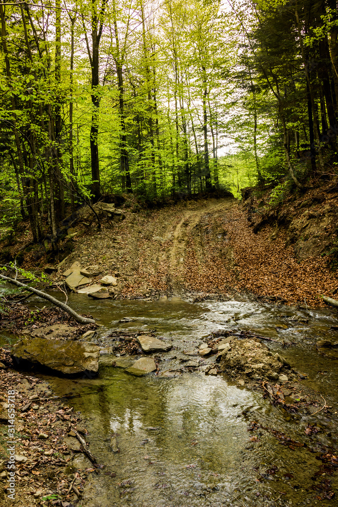 Obraz premium a forest river