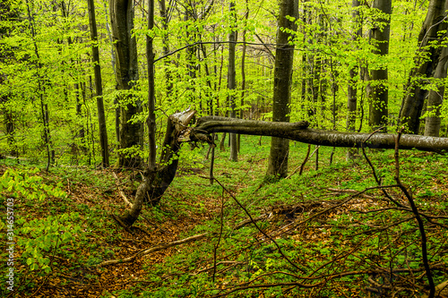 fallen tree in the forest