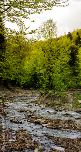 a forest river