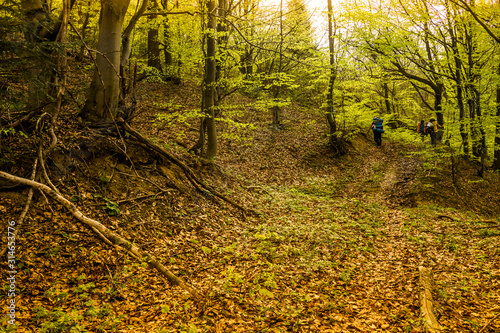 group of hikers in the forest