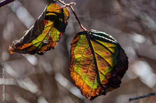 Autumn beech leaf