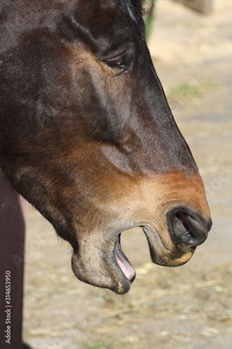 Pferd photo