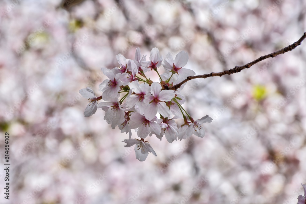 桜